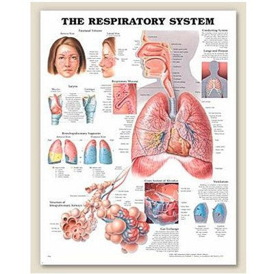 Complete Respiratory System: Sinus, Lungs, Larynx, Mucosa & Airways